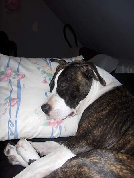 Amerikansk staffordshire terrier amiga 25-11-04 - Zzzzzzzzz........ billede 4