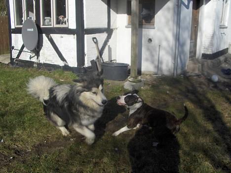 Amerikansk staffordshire terrier amiga 25-11-04 - ja det er min bedste ven. jeg er næsten lige så stor som hende. (det er naboens hund, de har 4 af den race) billede 5