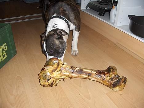 Amerikansk staffordshire terrier amiga 25-11-04 - MIT dejlig store ben.. mums billede 6