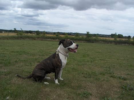 Amerikansk staffordshire terrier amiga 25-11-04 - sider lige og kigger rundt omkring, *nyt den 20-09-06* billede 7