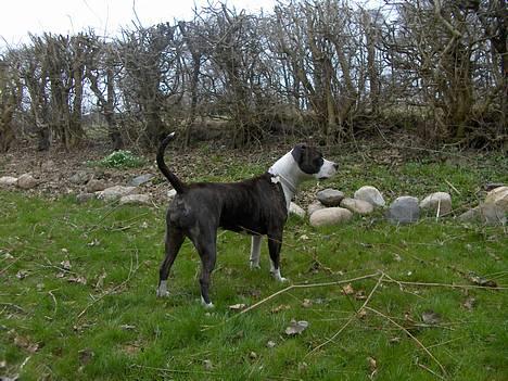 Amerikansk staffordshire terrier amiga 25-11-04 - hun er da en lækker dame...  billede 8
