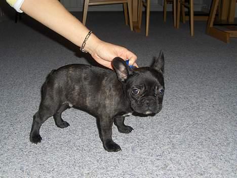 Fransk bulldog Charlie - 1. dag i mit nye hjem. Jeg er 12 uger. billede 1