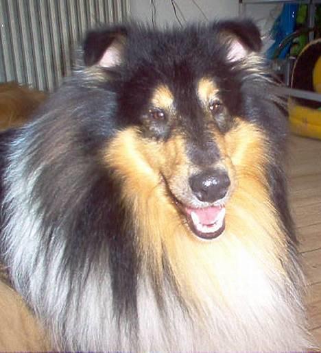 Collie langhåret Dandy billede 5