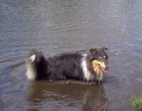 Collie langhåret Dandy - Der er nu ikke noget som en svømmetur på en varm sommerdag billede 6