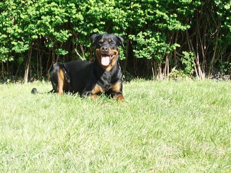 Rottweiler Tosca *Cue Beauty* billede 7