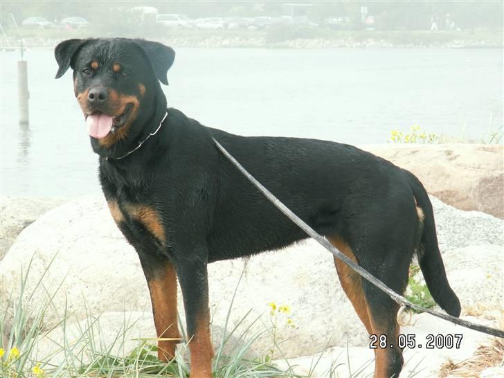 Rottweiler Tosca *Cue Beauty* billede 8