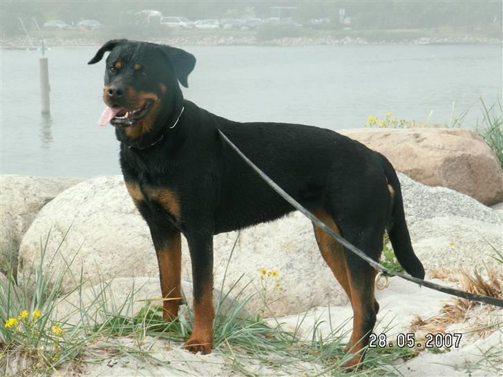 Rottweiler Tosca *Cue Beauty* billede 9