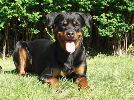 Rottweiler Tosca *Cue Beauty* billede 10