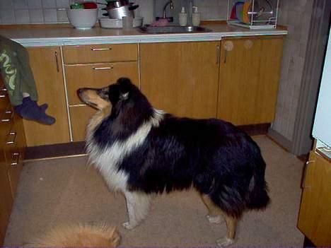 Collie langhåret Dandy - Hey er der noget deroppe på bordet jeg må smage? billede 8