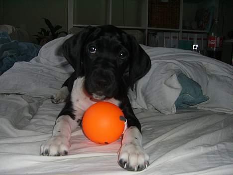 Blanding af racer Bertil - Har i set min nye bold??? billede 3