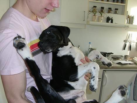 Blanding af racer Bertil - Her sidder jeg s&#229;... billede 4