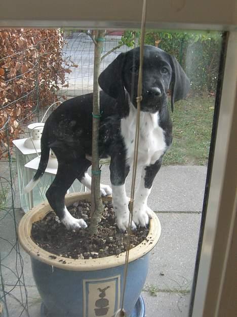 Blanding af racer Bertil - Mor, jeg kunngot t&#230;nke mig at komme ind nu... :o) billede 5