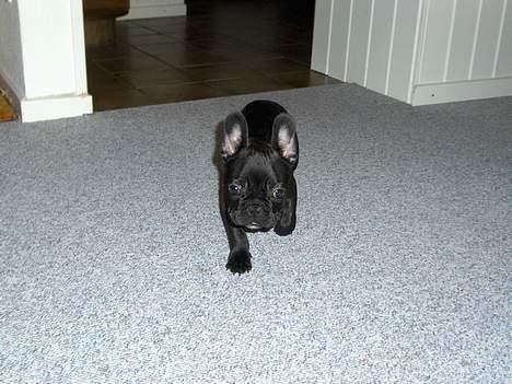 Fransk bulldog Charlie - Er jeg ikke bare sød? billede 2