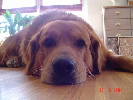 Golden retriever Baloo Hvil I FRED 28-9-07 billede 1
