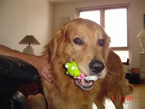 Golden retriever Baloo Hvil I FRED 28-9-07 billede 2