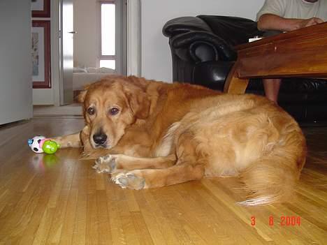 Golden retriever Baloo Hvil I FRED 28-9-07 billede 3