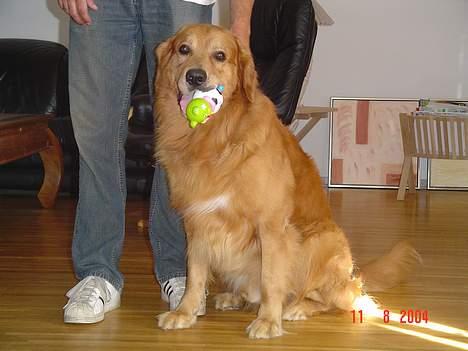 Golden retriever Baloo Hvil I FRED 28-9-07 billede 4