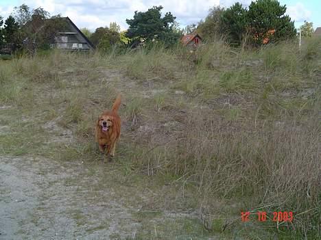 Golden retriever Baloo Hvil I FRED 28-9-07 billede 5
