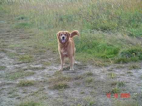 Golden retriever Baloo Hvil I FRED 28-9-07 billede 6
