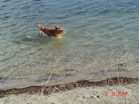 Golden retriever Baloo Hvil I FRED 28-9-07 billede 7