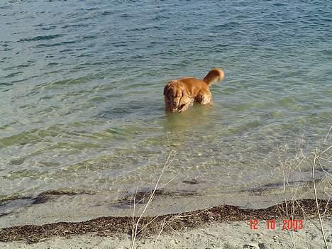 Golden retriever Baloo Hvil I FRED 28-9-07 billede 8