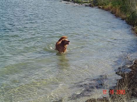 Golden retriever Baloo Hvil I FRED 28-9-07 billede 9