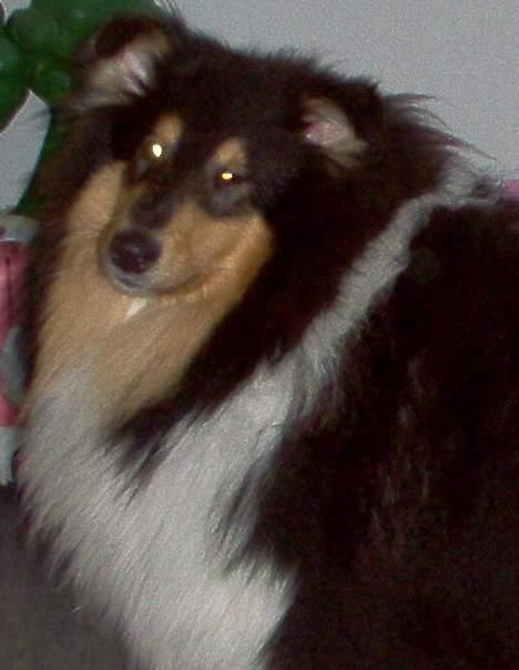 Collie langhåret Dandy billede 9
