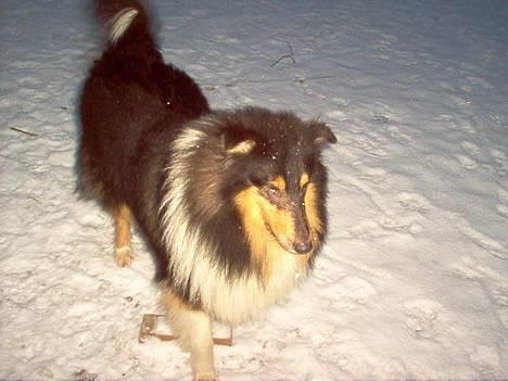 Collie langhåret Dandy billede 10