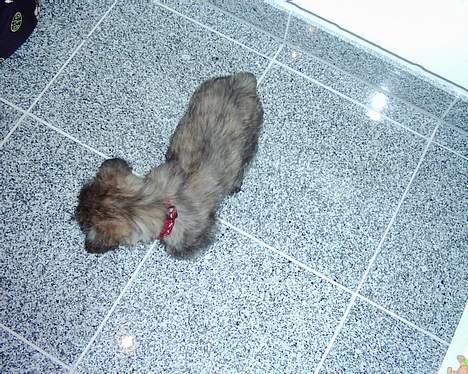 Cairn terrier mille - mille du må ikke ha ryggen til kamerat billede 6