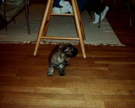 Cairn terrier mille - hvem er det der kommer??? billede 7