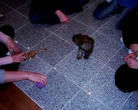 Cairn terrier mille - det er dejligt at ha så mange at snakke med.. billede 8