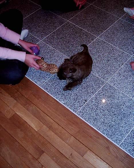 Cairn terrier mille - noget at ganske i :) billede 9