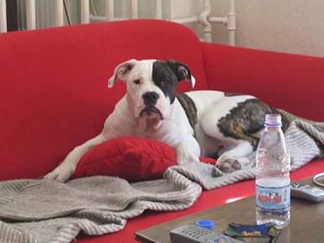 Blanding af racer Knud - Knud, ca. 7 måneder billede 1