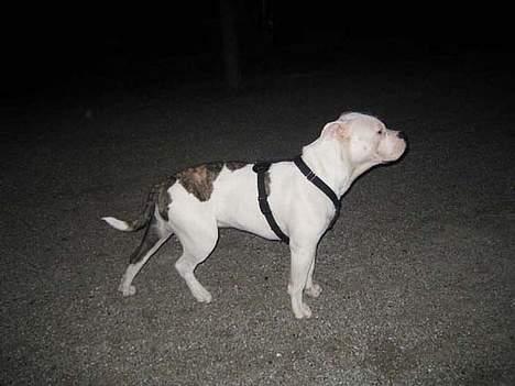 Blanding af racer Knud - Knud, ca. 7 måneder billede 2