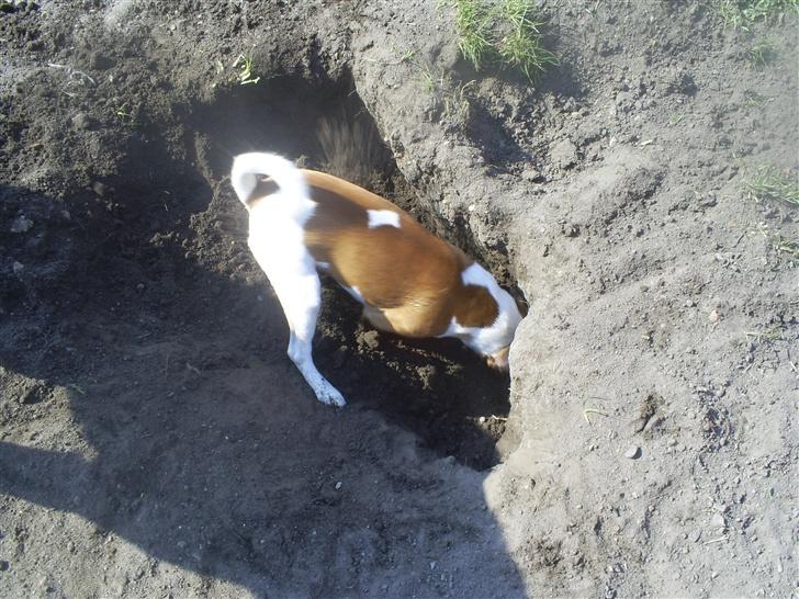 Blanding af racer Bacardi :)  - grave grave billede 4