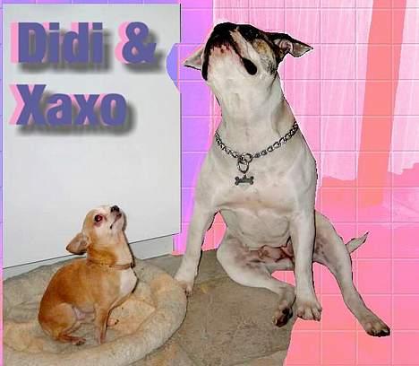 Chihuahua Mexi Xaxo (Xaxo) (R.I.P.) billede 7