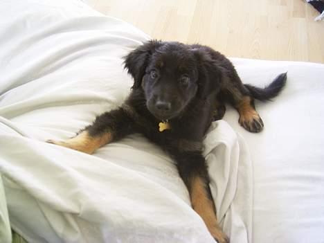 Hovawart Ludvig billede 1