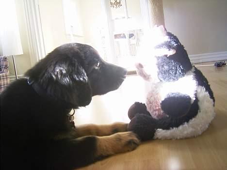 Hovawart Ludvig - hvad er du for en...??? billede 2