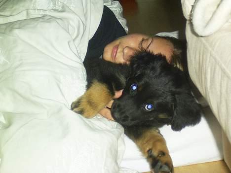 Hovawart Ludvig - jeg putter lige sammen med mor billede 3