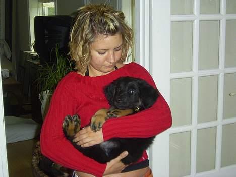 Hovawart Ludvig - ja der var engang mor kunne bære rundt på mig..  billede 5