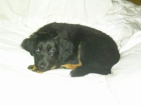 Hovawart Ludvig billede 6