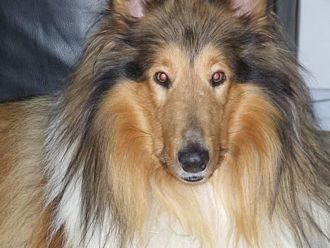 Collie langhåret jackie billede 5