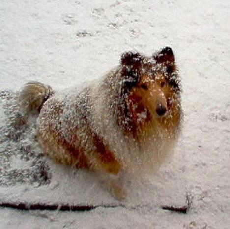 Collie langhåret jackie - Nu vil jeg altså gerne ind i varmen billede 6