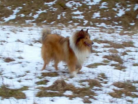 Collie langhåret jackie - hygge i sneen billede 7