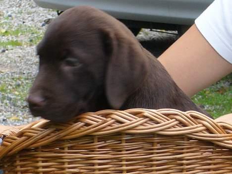 Labrador retriever Ollie (Gilbak´s Robin) billede 13