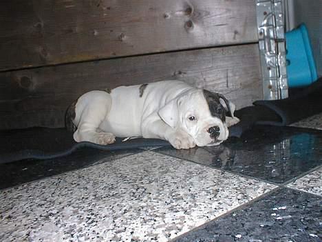 Blanding af racer Knud - Ca. 5 uger billede 3