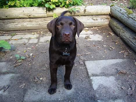 Labrador retriever Ollie (Gilbak´s Robin) billede 14