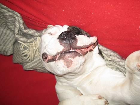 Blanding af racer Knud - Knud får en slapper... billede 4