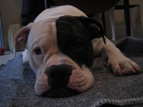 Blanding af racer Knud billede 5