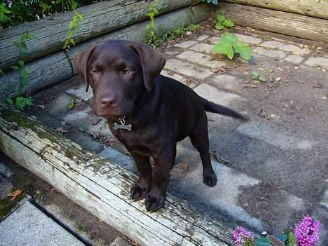 Labrador retriever Ollie (Gilbak´s Robin) billede 15
